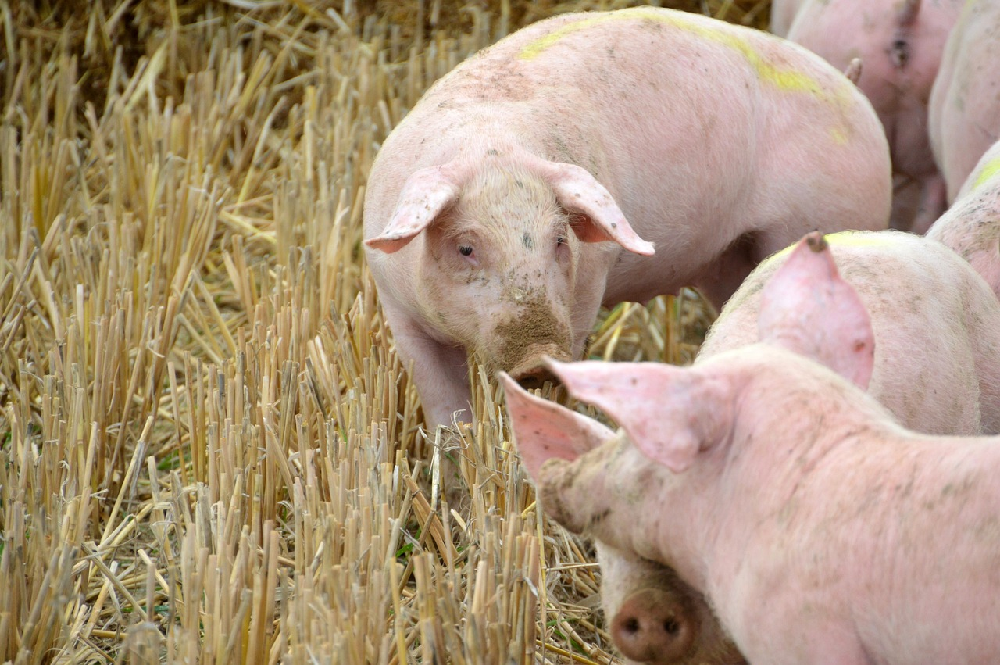 Hodowla świń — podstawowe zasady